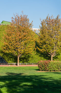 Fall 2023. Rows of Parrotia persica or Persian ironwood trees surround walls of mirror maze with evergreen cherry laurel bushes. Mirror labyrinth in public park in Krasnodar or Galitsky Park.