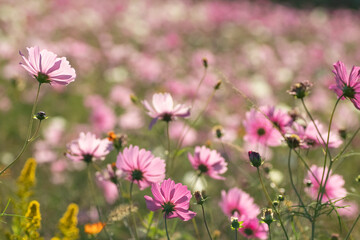 満開のコスモス畑