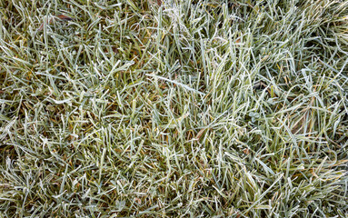 Grass frozen with frost after the first autumn frost in the morning