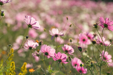 満開のコスモス畑