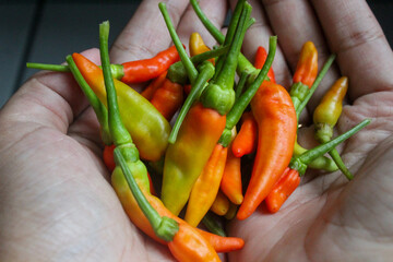many cayenne peppers in someone's hand