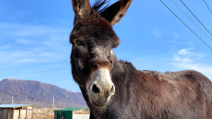 Close-up of a cute donkey against a background of blue sky and mountains in the distance....