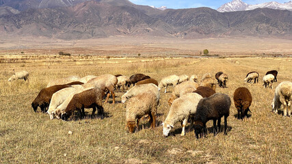 Fototapeta premium Animal husbandry in Kyrgyzstan. Fluffy woolly sheep eat grass in a meadow on a sunny summer day in the mountains. Agricultural industry. Mutton for sale. Grazing of livestock