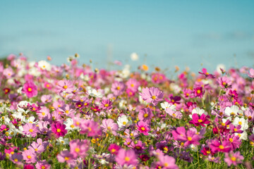 満開のコスモス畑