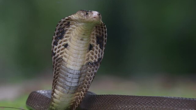 Cobra, deadly serpent living in nature