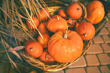 Background of Pumpkins. Many Pumpkins in the basket. Autumn background. Halloween Thanksgiving, Autumn, Harvest background
