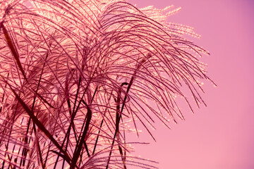 Miscanthus grass against sunset pink sky. Nature background