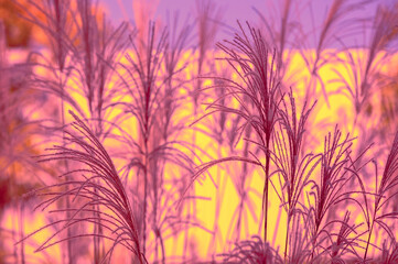 Miscanthus grass against sunset pink sky. Nature background