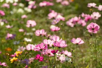 Obraz premium 満開のコスモス畑