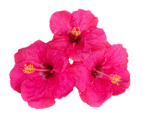 Pink hibiscus flowers, summer vacational background