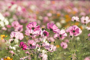 満開のコスモス畑