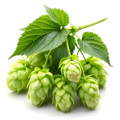 Close up view of single hop cone with leaf Isolated on white