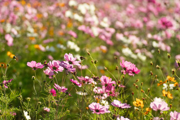 満開のコスモス畑 © 歌うカメラマン