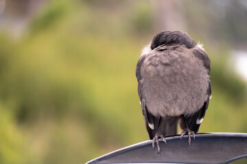 sleeping currawong black bird in the bush in tasmania australia in spring