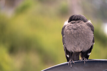 sleeping currawong black bird in the bush in tasmania australia in spring