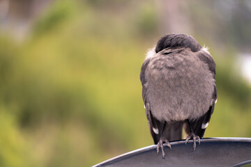 sleeping currawong black bird in the bush in tasmania australia in spring