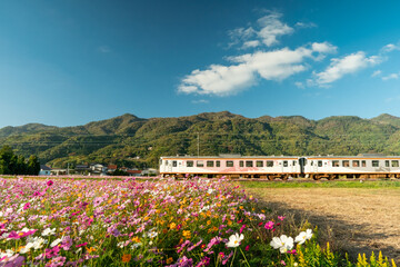 満開のコスモス畑