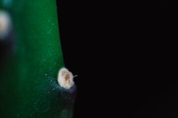 Close up of a cactus, Beautiful details of nature, nature macro