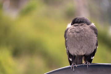 sleeping currawong black bird in the bush in tasmania australia in spring