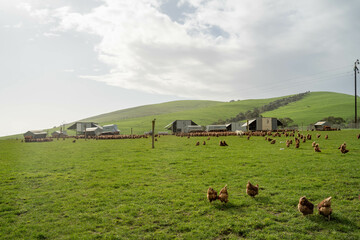 Fototapeta premium free range chickens on a farm pasture rasied outside
