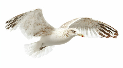 Obraz premium A Detailed Illustration of a Seagull in Flight Against a White Background