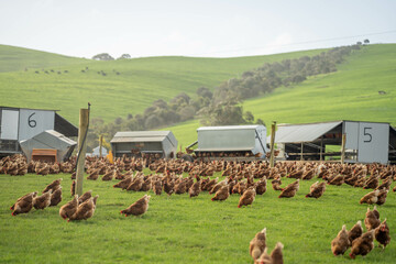 free range chickens on a farm pasture rasied outside