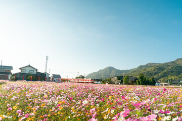 満開のコスモス畑