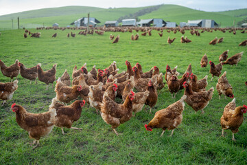 free range chickens on a farm pasture rasied outside