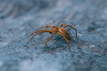 small spider hunting in nature