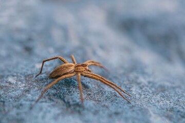 small spider hunting in nature