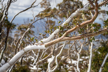 family's playing in snow on the peak of a rocky mountain in a national park looking over a city below, mt wellington hobart tasmania australia in summer. ice on the roads. roads closed