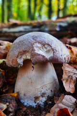 borowik z serduszkiem