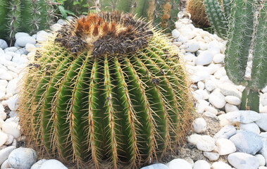 Close-up barrel cactus spines background.