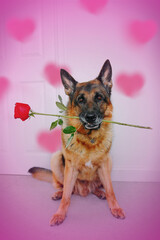 German Shepard with rose 
