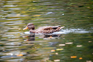 Stockente schwimmt auf einem herbstlichen Teich