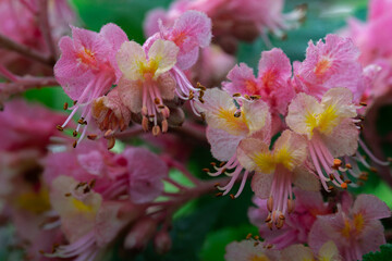 A horse chestnut tree with pale pink and yellow petals