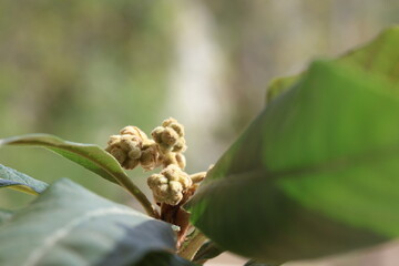 blooms and leaves of loquat tree