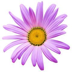 Obraz premium Chamomile white flower isolated on white background. Close-up. For design. Nature.