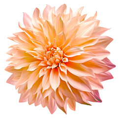 Dahlia. Flower on  a white   isolated background with clipping path.  For design.  Closeup.  Nature.