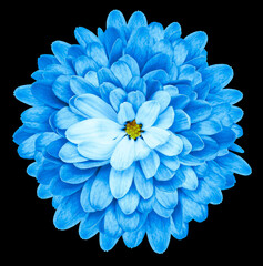 Obraz premium Blue chrysanthemum flower on black isolated background with clipping path. Closeup.