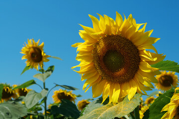 Field of beautiful yellow sunflowers