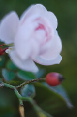 A tender white-pink rose on a green background