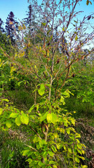 Macro  - Forest - Europe, Romania, Suceava region