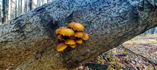 Macro  - Forest - Europe, Romania, Suceava region