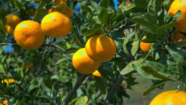 瀬戸田町のみかん