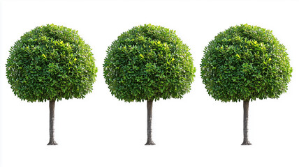 Fototapeta premium Three beautifully pruned garden bushes and trees, positioned evenly in a bright outdoor setting, isolated on white