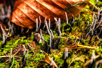 Macro  - Forest - Europe, Romania, Suceava region