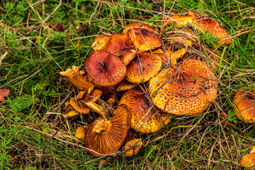 Macro  - Forest - Europe, Romania, Suceava region