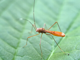 Close up of Spined Stilt Bug (Berytidae)