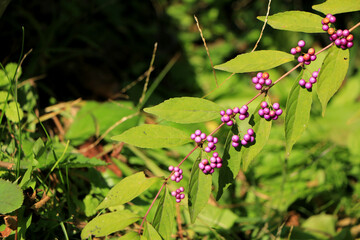 Obraz premium 紫がきれいなムラサキシキブ